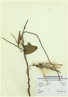 藏品(布朗藤)的圖片